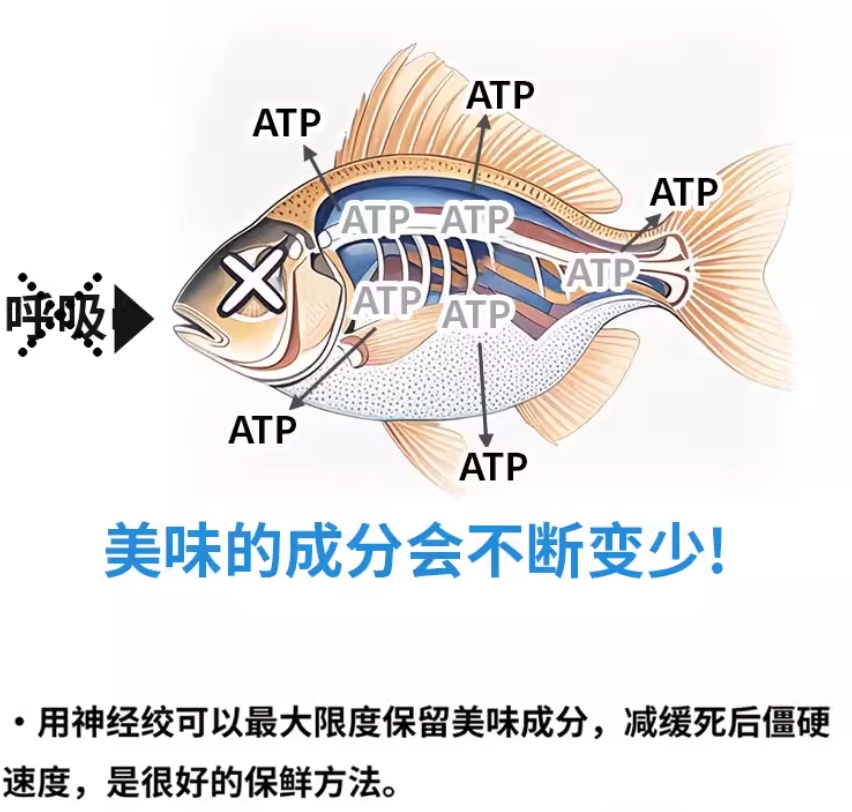 80cm Titanium Wire for Fish Bleeding & Preservation – Suitable for Sea, Rock, Boat, and Lure Fishing